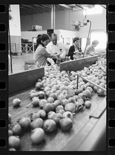 Photo:George W. Jenkins Publix Supermarket Florida 1940s Produce Sorting picture