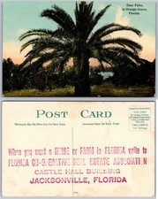 Date Palm Orange Grove Florida Postcard picture