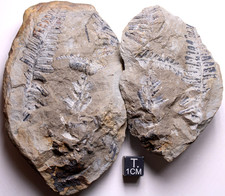 Gorgeous Mazon Creek Multi-Fern Concretion Illinois Carboniferous Plant Fossils picture