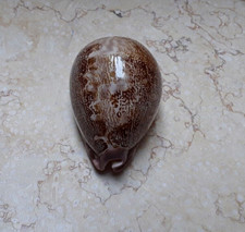 F Cypraea mappa rosea HUGE red sea shell 83.3mm F++++F+++ WOW great pattern rare picture