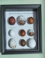 Replica Framed British Birds Of Prey Eggs Collection In Deep Box Frame picture
