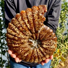 3.52LB Natural Fossil Snail Agate Fancy Cabochon Gemstones picture