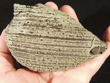 Big 100% Natural Ringed PYRITE Nodule From China With Stand 711gr picture
