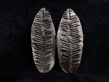Gorgeous Mazon Creek Fern Fossil, Coal City, IL picture