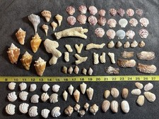 100 Mixed Sanibel Island Sea Shells & Coral Pieces   Hard To Find picture