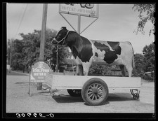 Photo:Minnesota 1937 Stuffed Bull Gas Station Roadside Display picture