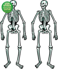 2  Jointed Skeleton Cutouts 22 Inch Tall Vintage Halloween Decor Set picture