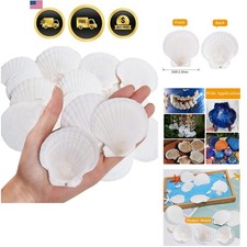 30PCS Natural Scallop Shells White Sea Shells for Decorating from Sea Beach R... picture