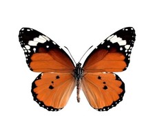 Danaus chrysippus ONE REAL BUTTERFLY MONARCH MIMIC WINGS CLOSED AFRICA picture