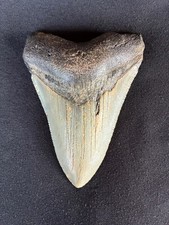 Megalodon Tooth 3 x 1/4