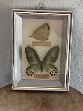 Vintage Japanese Butterfly Framed Wall Display 