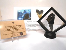 Genuine Partial Megalodon Shark Tooth in Floating Frame w/COA  NICE picture