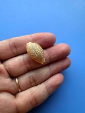 23.3mm | Nucleolaria nucleus |F+++ GEM | BIG size| Nice shell picture