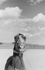 Horse set of John Hustons western The Misfits location filming Nev- Old Photo 1 picture