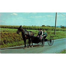 Young Amish People on a Buggy Ride Pennsylvania Dutch Country Postcard PD8 picture