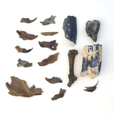 Florida Fossil Bulk Lot - Bone Valley, Pleistocene - Tapir Teleoceras Horse etc. picture