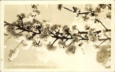 RPPC California Blossoms ~ real photo postcard 1925-1942 picture
