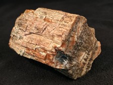 2lb 6oz Petrified Wood W/ Druzy Quartz from Northeastern Arizona picture
