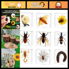 9 Pcs Taxidermy Insects in Resin Blocks, Unique Bug Display Set, Home Decor picture