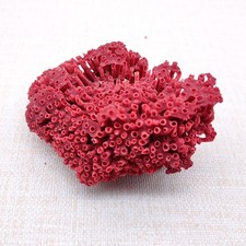 Red Pipe Organ Coral Fragment Tubipora Musica (1 coral approx. 2+ inches) picture