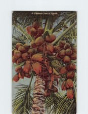 Coconut Tree in Florida USA T-351286 picture