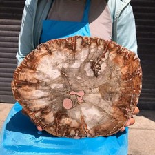 10LB Natural Petrified Wood Crystal Fossil Slice Crystal Specimen Healing 6391 picture
