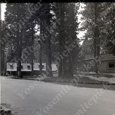 a21  Original Negative 1960's  1950's Klamath CA Trees of Mystery Forest  104a picture