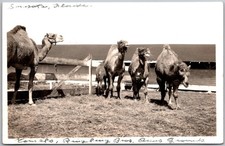 Vintage c1930's Postcard RPPC Sarasota Florida Ringling Brothers Circus Camels picture