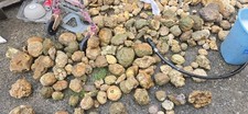 5 Lb Box Of Uncracked (Whole) Geodes Of All Sizes picture