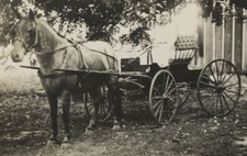 Antique RPPC Horse Drawn Buggy Young Edwardian Woman Large Hair Bow #23 picture