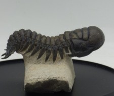 Fossil Trilobite Crotalocephalina gibba Beyrich Devonian Morocco Finely Detailed picture