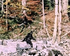 Patterson-Gimlin Film BIGFOOT 8x10 Photo Reprint picture
