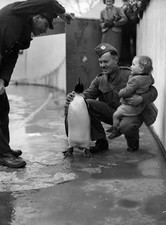 Meeting the penguins at London Zoo Historic Old Photo picture