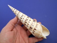 1 X-Large Marlin Spike Seashell 7
