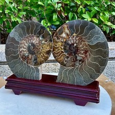 5.13LB A Pair Rare Natural Tentacle Ammonite FossilSpecimen Shell Healing Madag picture