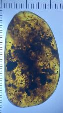 Large Bio-Mass Messy Dirt & Many Fossil Inclusions, Genuine Burmite Amber, 98myo picture