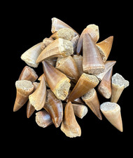 Rare set of 30 authentic Mosasaurus fossil teeth from Morocco picture