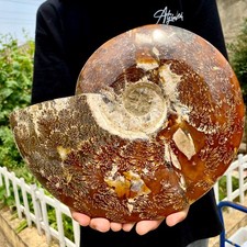 8LB Rare Natural Tentacle Ammonite FossilSpecimen Shell Healing Madagascar picture