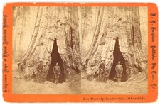 CALIFORNIA STEREOVIEW - Calaveras Big Trees - Smith's Cabin - JC Scripture 1870s picture