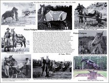 Military the Marines War horse hero Sergeant Reckless picture compilation 8.5 X picture