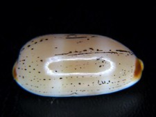 CYPRAEA ISABELLA CONTROVERSA: HAWAIIAN X-LRG SHALLOW WATER FORM @ 25.99MM picture