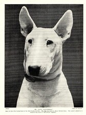 1930s Antique BULL TERRIER Dog Print Ch. Mitsu Dannebrog Bull Terrier 3929c picture