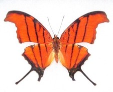 Marpesia petreus ONE REAL BUTTERFLY ORANGE RUDDY DAGGERWING WINGS CLOSED picture