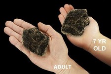 BIOTITE BOOK MICA 2
