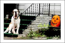 *2016* 'BIG DOG, BIG SMILE' 30”X20” COLOR ARCHIVE PHOTO PAPER-UNFRAMED picture