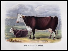 The Hereford Breed - Cattle Art NEW Sign: 15x20