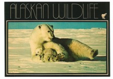 AK Postcard Alaska Alaskan Polar Bears picture