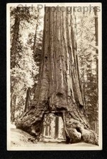 ROAD/TUNNEL CUT THRU GIANT REDWOOD TREE FOREST RPPC OLD/VINTAGE PHOTO-C144 picture