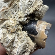 RARE FOSSIL ALLIGATOR TOOTH IN MATRIX SOUTHWEST FLORIDA picture