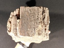 Nice BARK BIG Petrified WOOD Fossil with Smoky Quartz Crystals From Utah 6767gr picture